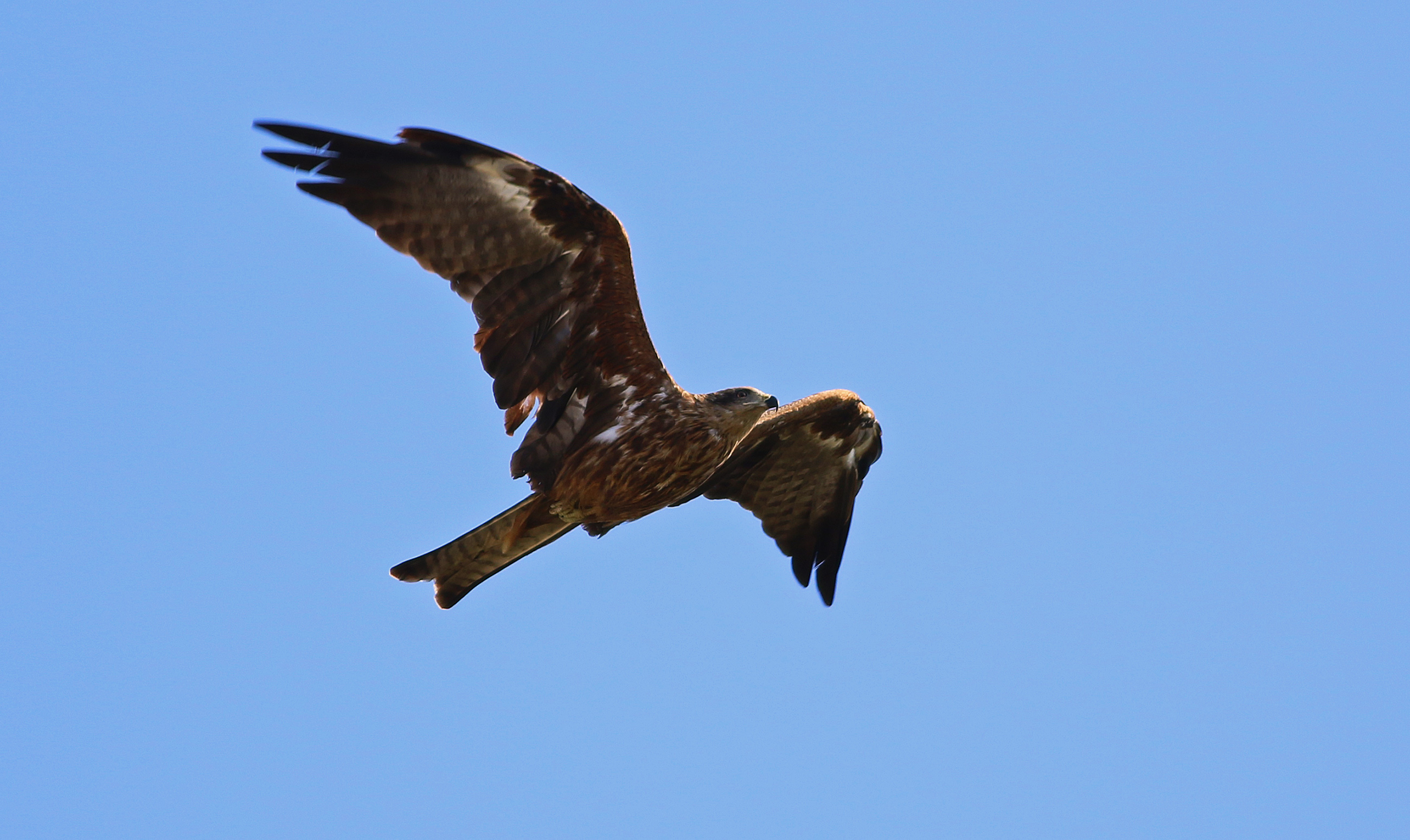 Black Kite